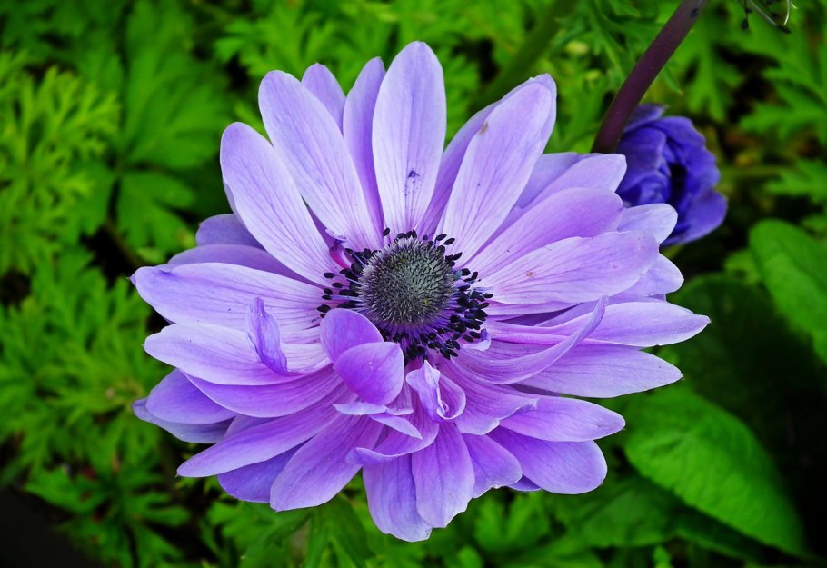 Анемона Уайт Сплендор