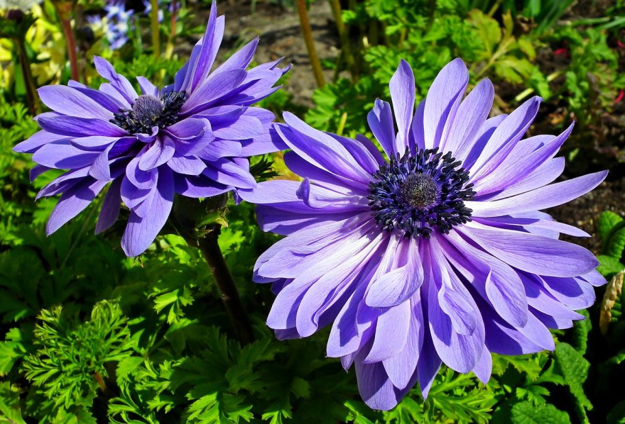 Анемона Лорд