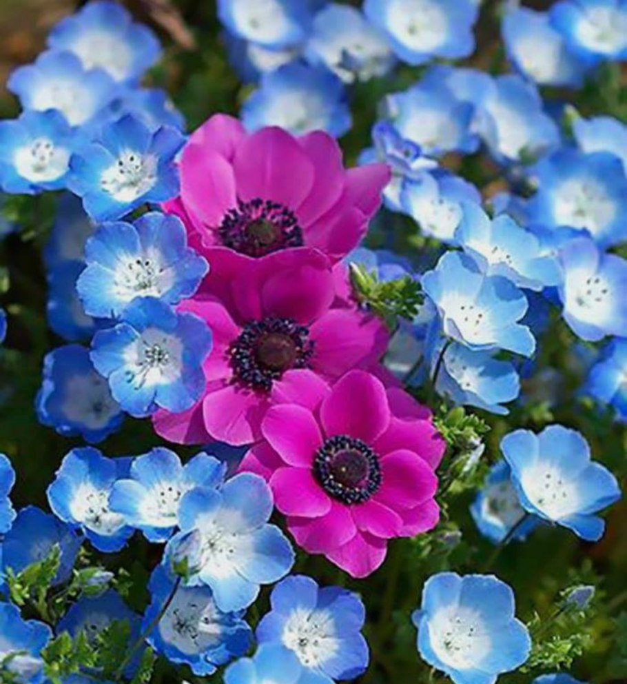 Анемона БЛАНДА Блю