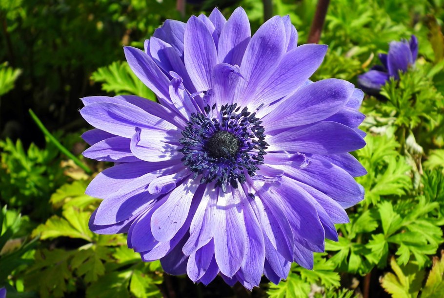 Анемона махровая синяя