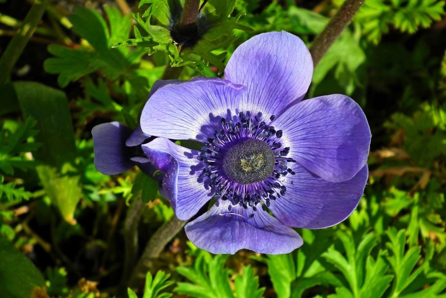 Анемона де Каен смесь