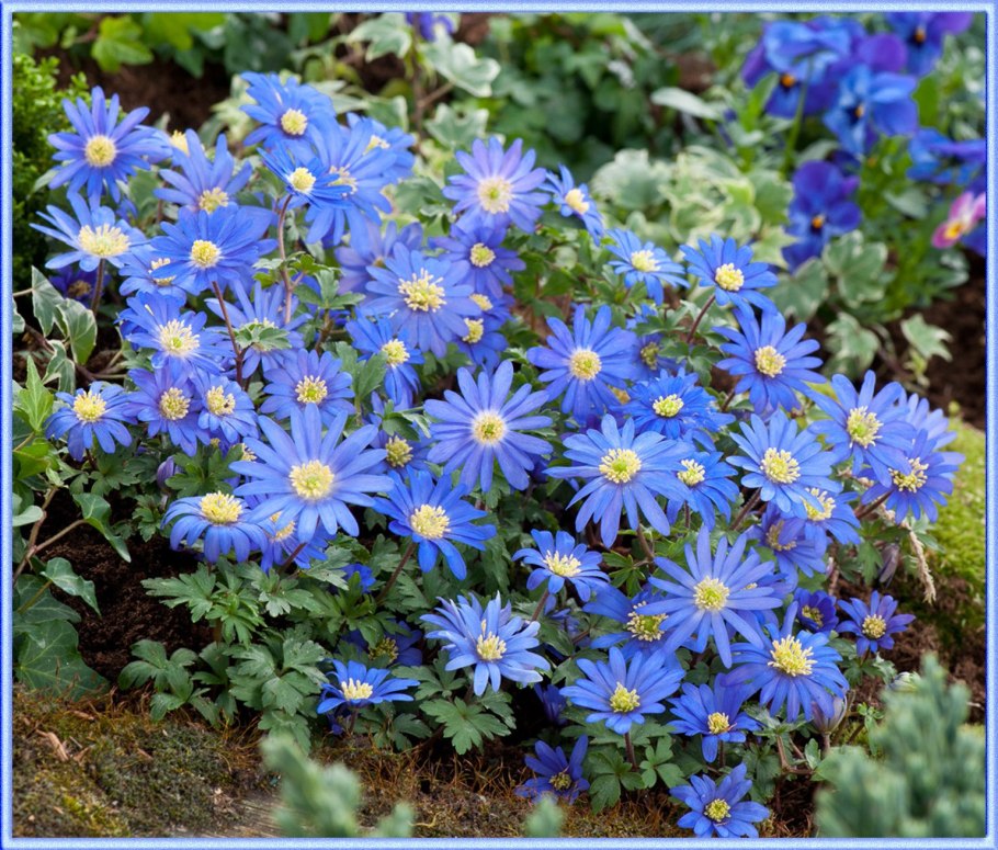 Луковичные цветы, похожие на ромашки фиолетовые упаковка в магазине