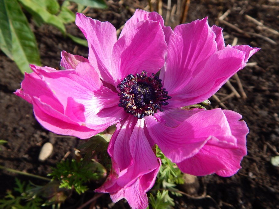 Анемона махровая Пинк