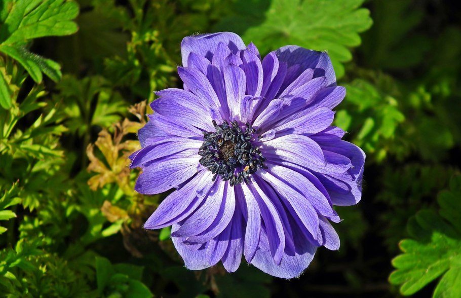 Анемона махровая Блу в саду