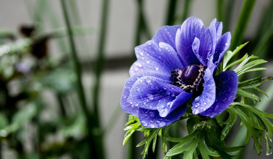 Анемон ветреница