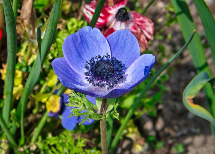 Анемоны цветы синие