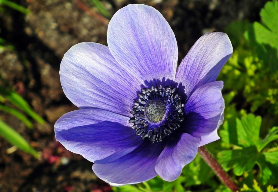 Анемона Harmony Double Scarlet