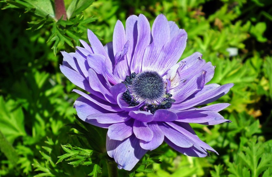 Анемона Барбулата