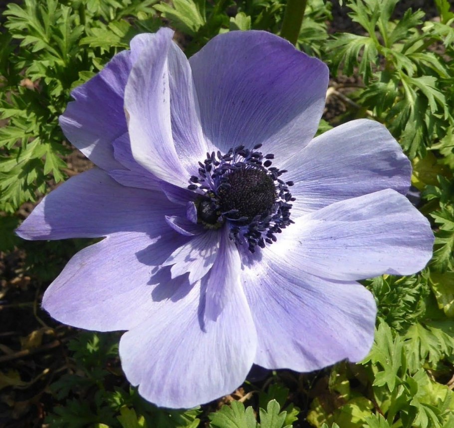 Анемона Мистер Фоккер