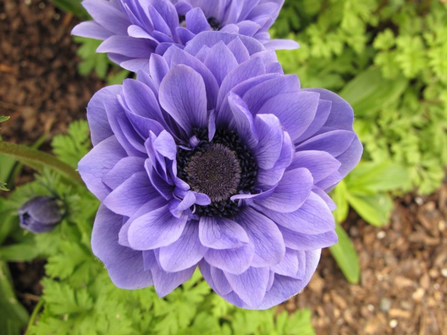 Песчаный анемон