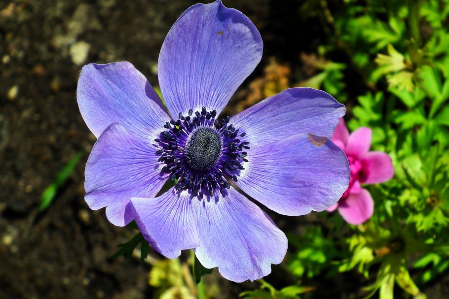 Анемона Далия