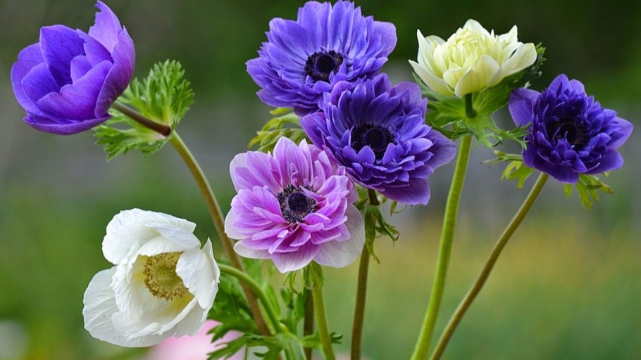 Анемона ветреница