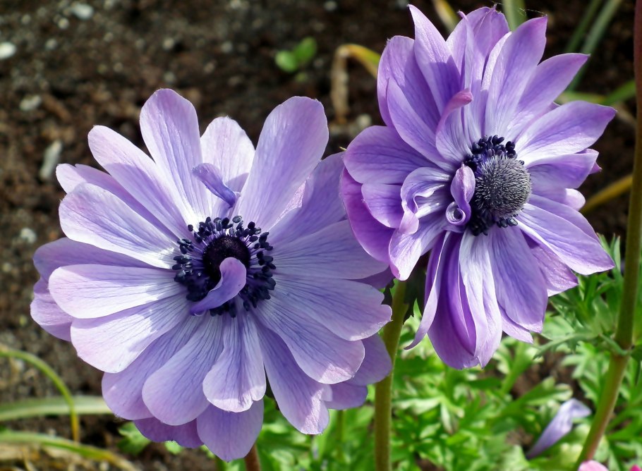 Анемона ветреница голубая