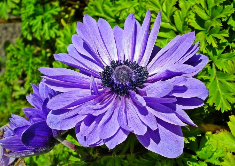 Анемона ветреница