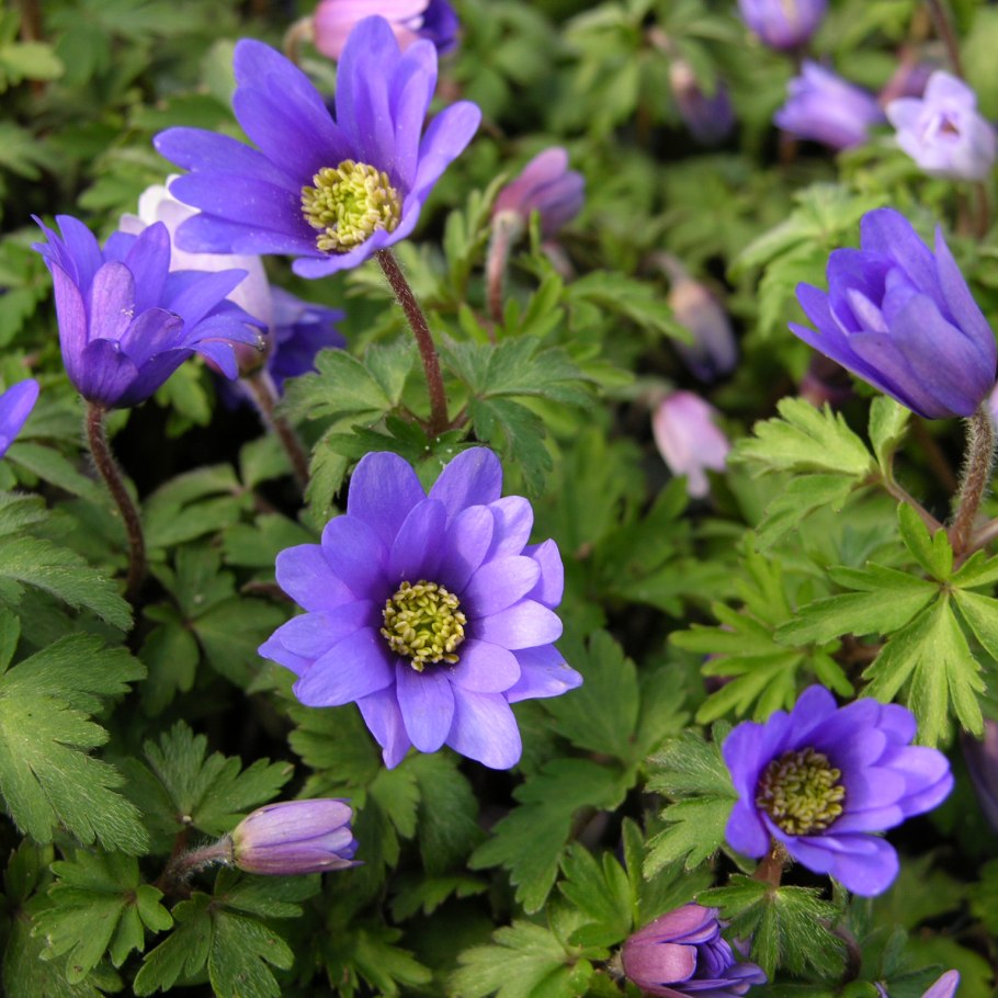 Анемона Майана