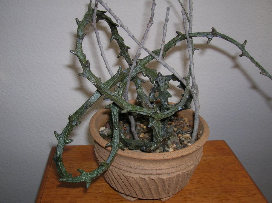 Ceropegia conrathii