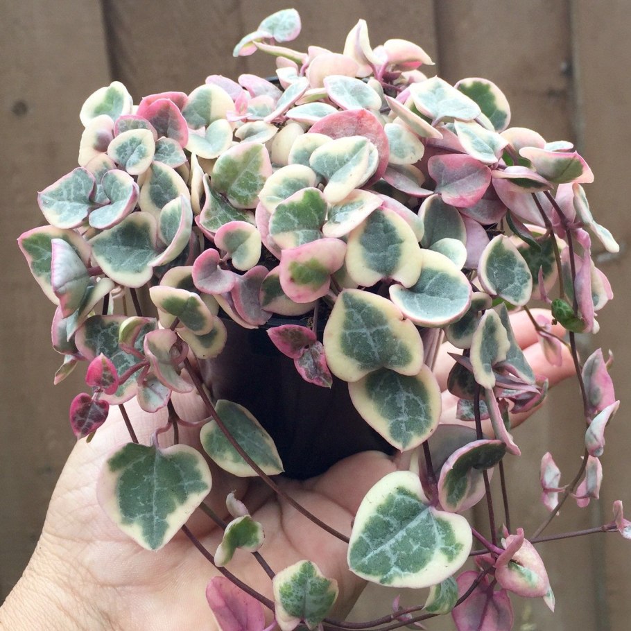 Ceropegia chrysantha