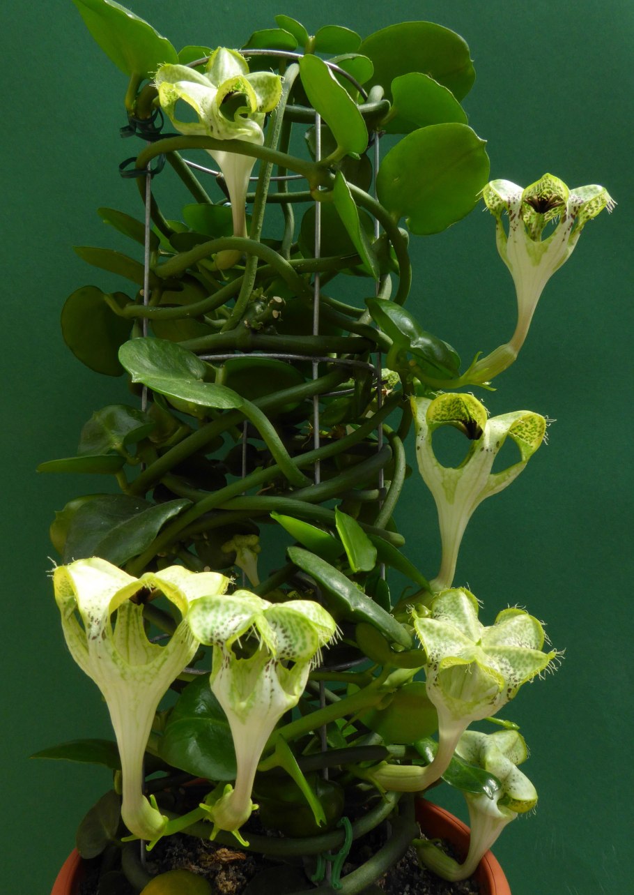 Церопегия Сандерсона ( Ceropegia sandersonii)