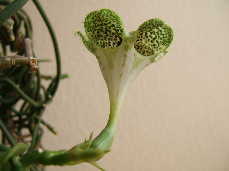 Ceropegia cimiciadora