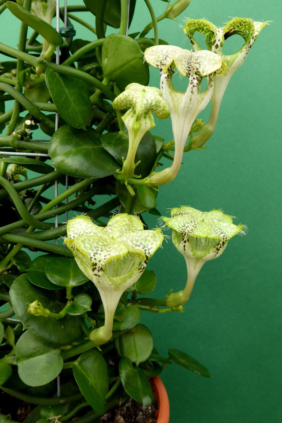 Ceropegia cimiciadora