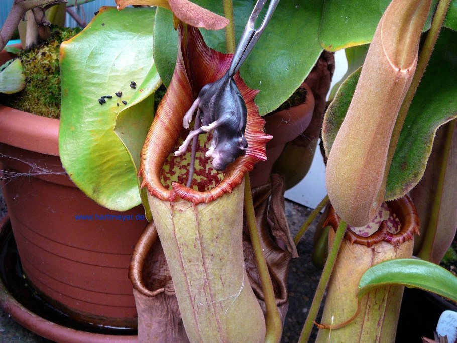 Непентес Аттенборо растение