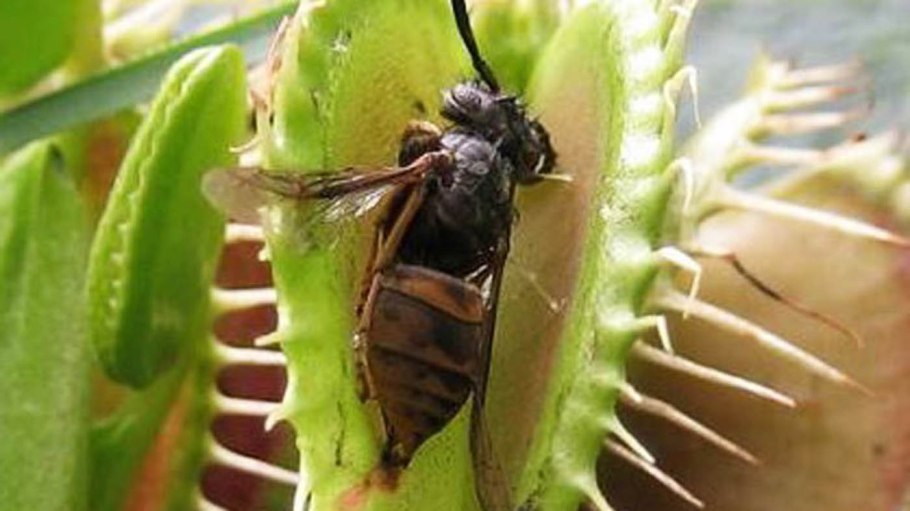 Венерина мухоловка и насекомые