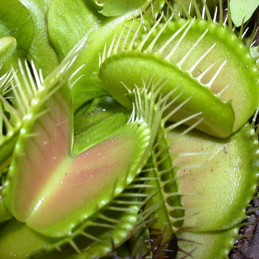 Венерина мухоловка и Кактус