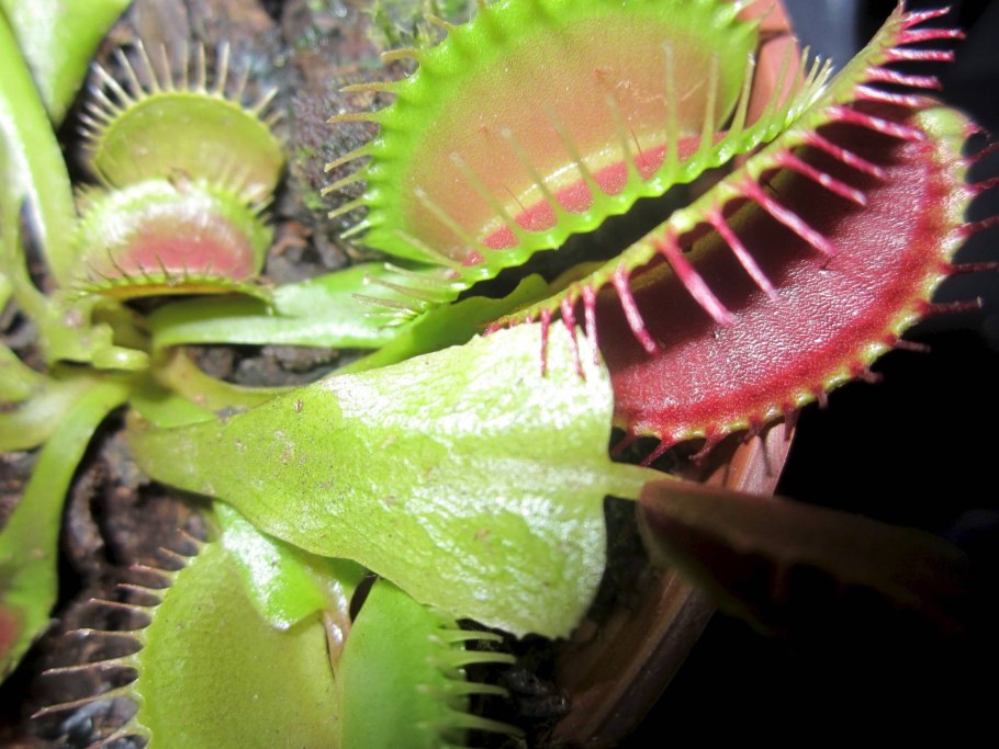 Растения-хищники Венерина росянка