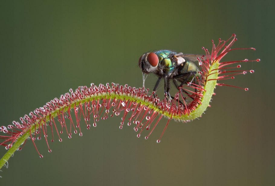 Росянка Королевская Drosera Regia