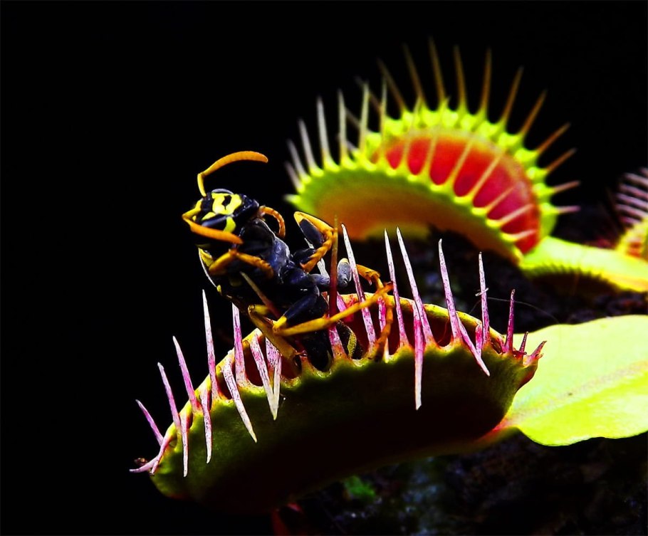 Венерина мухоловка миксотроф