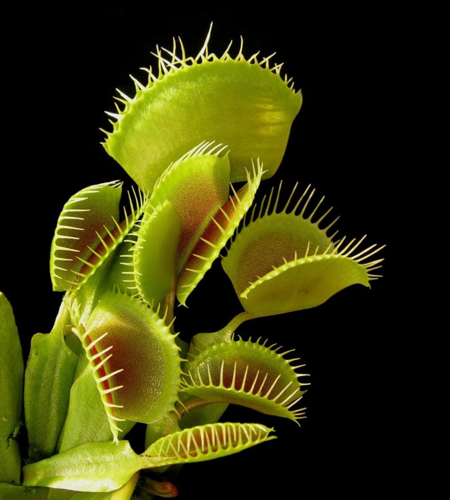 Венерина Дионея