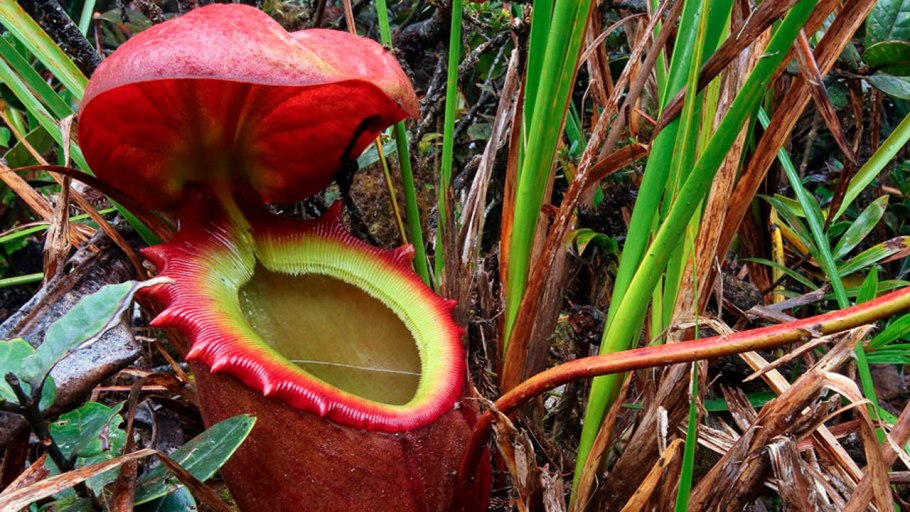 Кувшиночник непентес