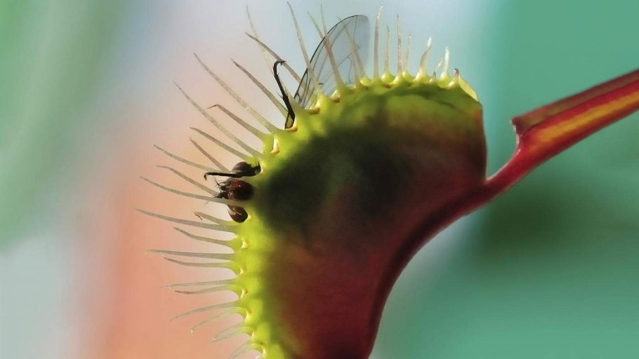 Венерина Дионея