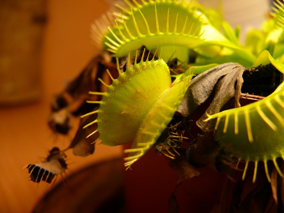 Семена Венериной мухоловки