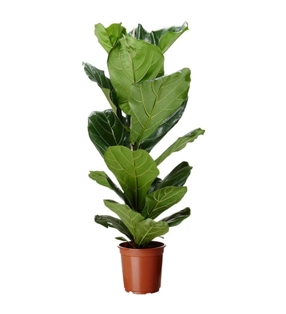 Фикус и кошки