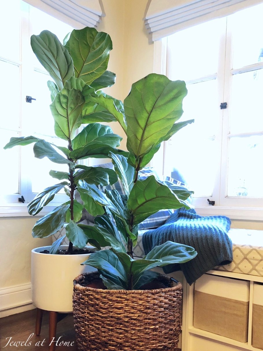 Фикус лировидный цветение