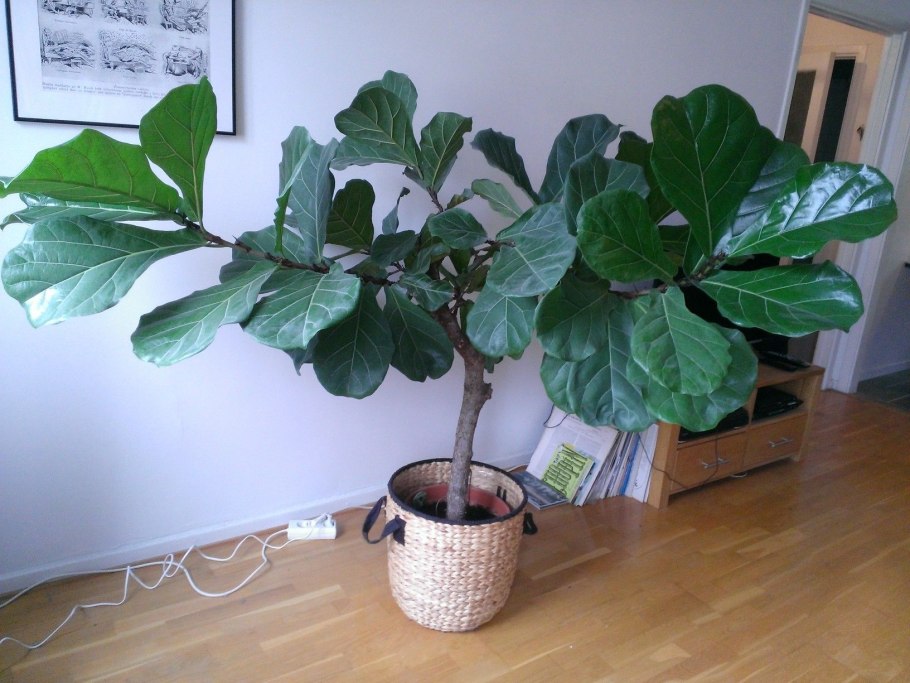 Фи́кус лирови́дный (лат. Ficus lyrata