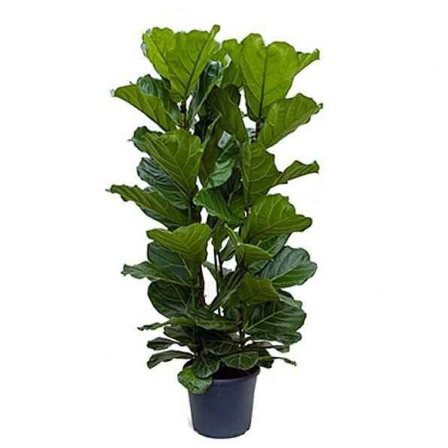 Фикус лирата цветок