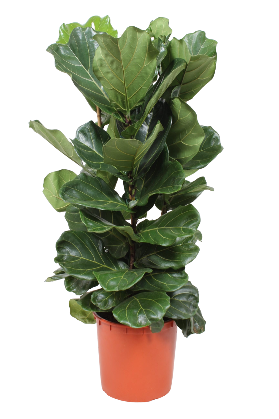 Фикус лировидный лирата