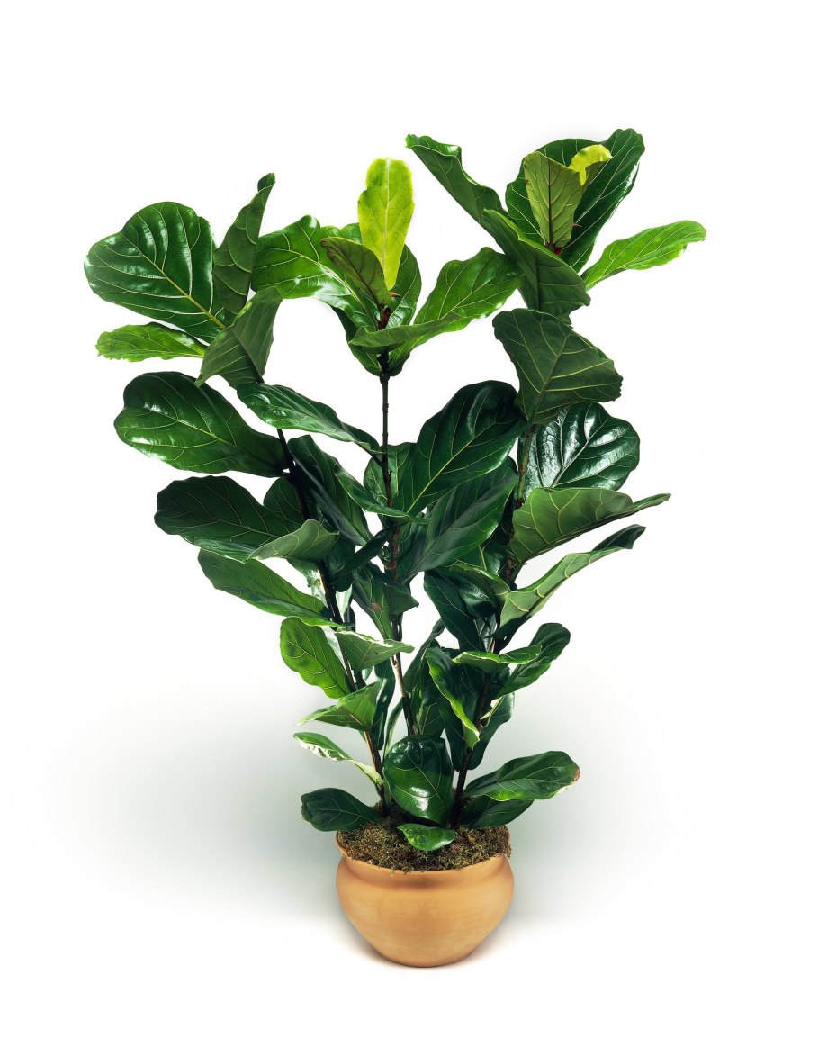 Фикус лирата