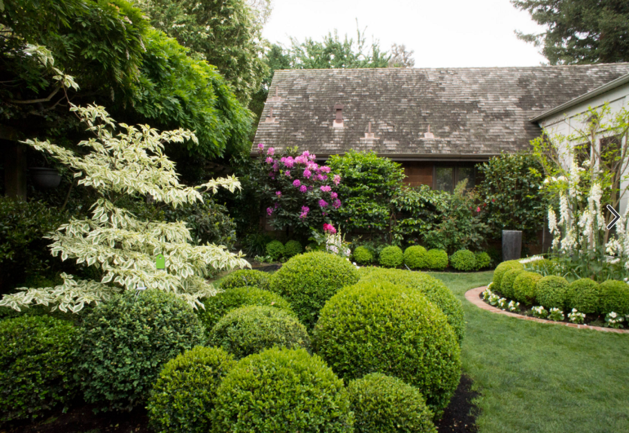 Самшит вечнозеленый в ландшафтном дизайне