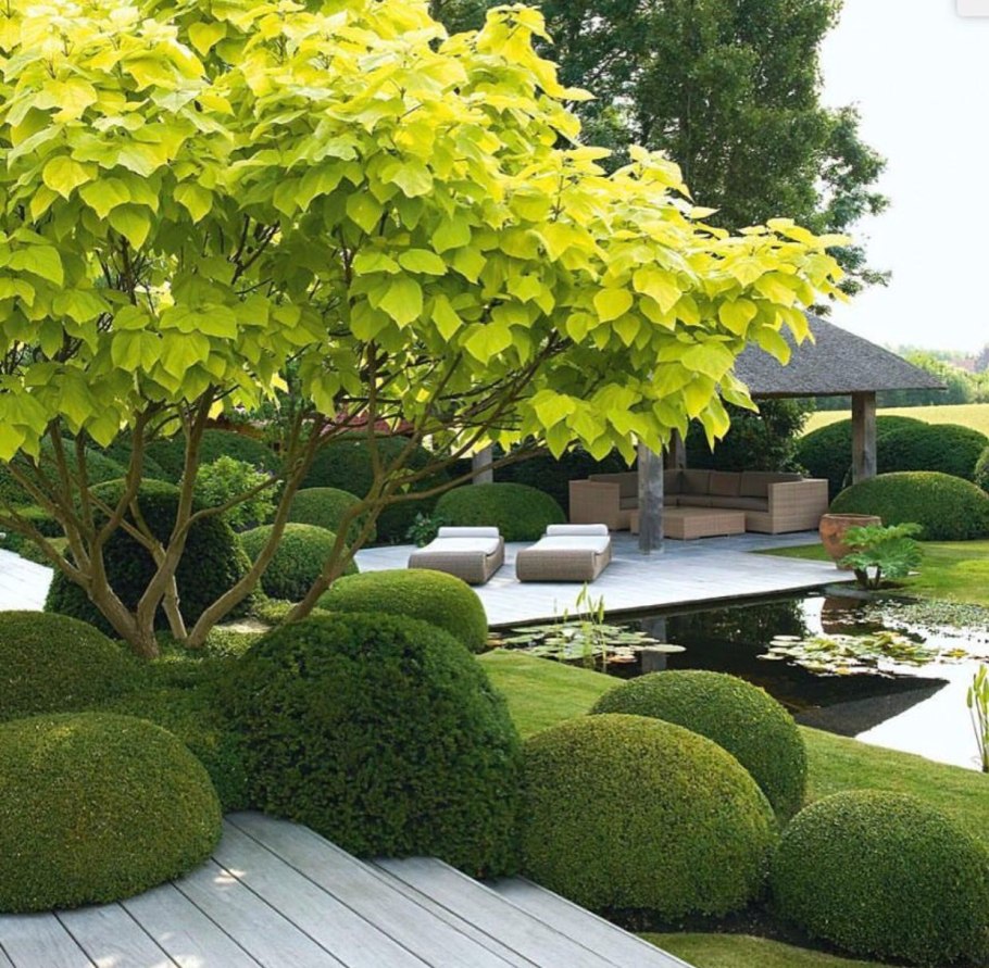 Японский сад самшит