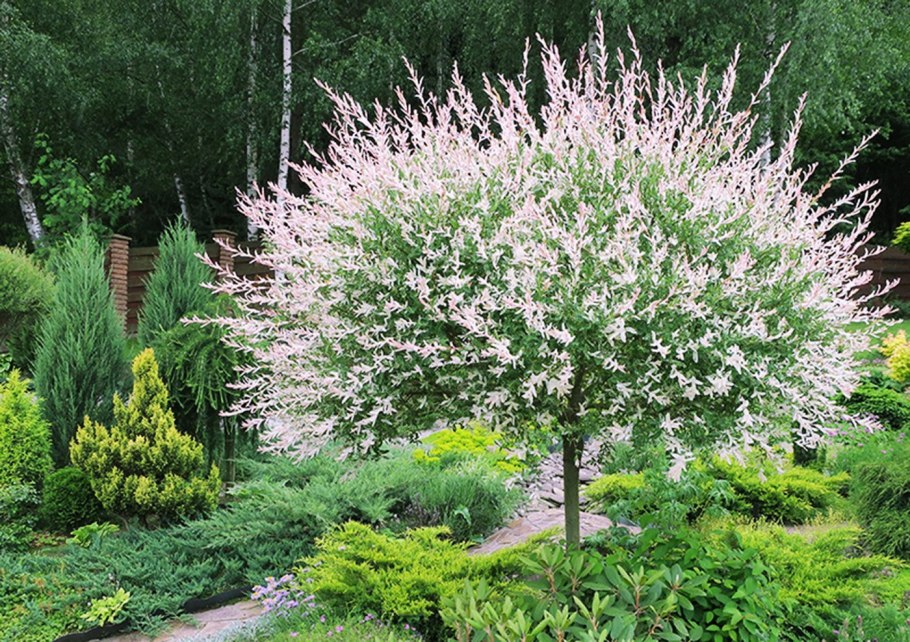 Ива цельнолистная Хакуро-нишики