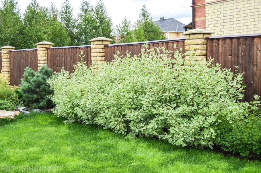 Дерен Элегантиссима изгородь