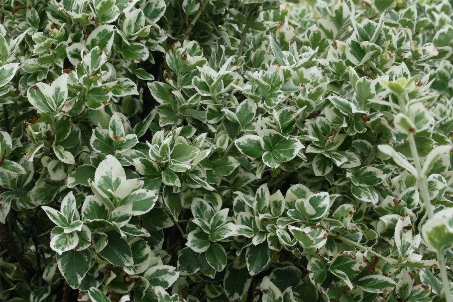 Бересклет Форчуна