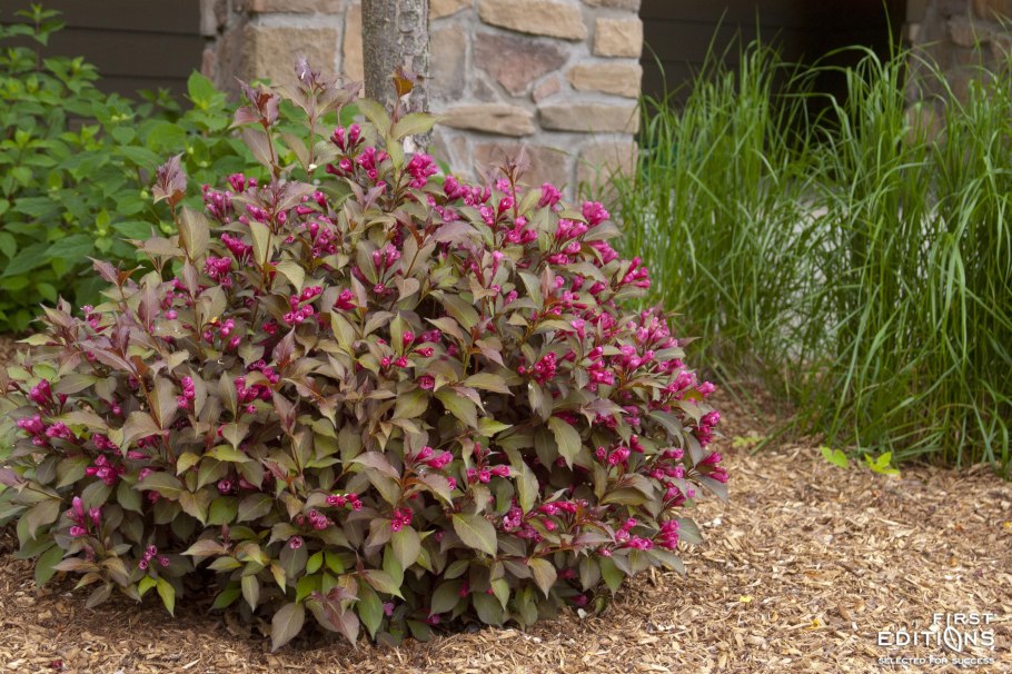 Вейгела минор Блэк