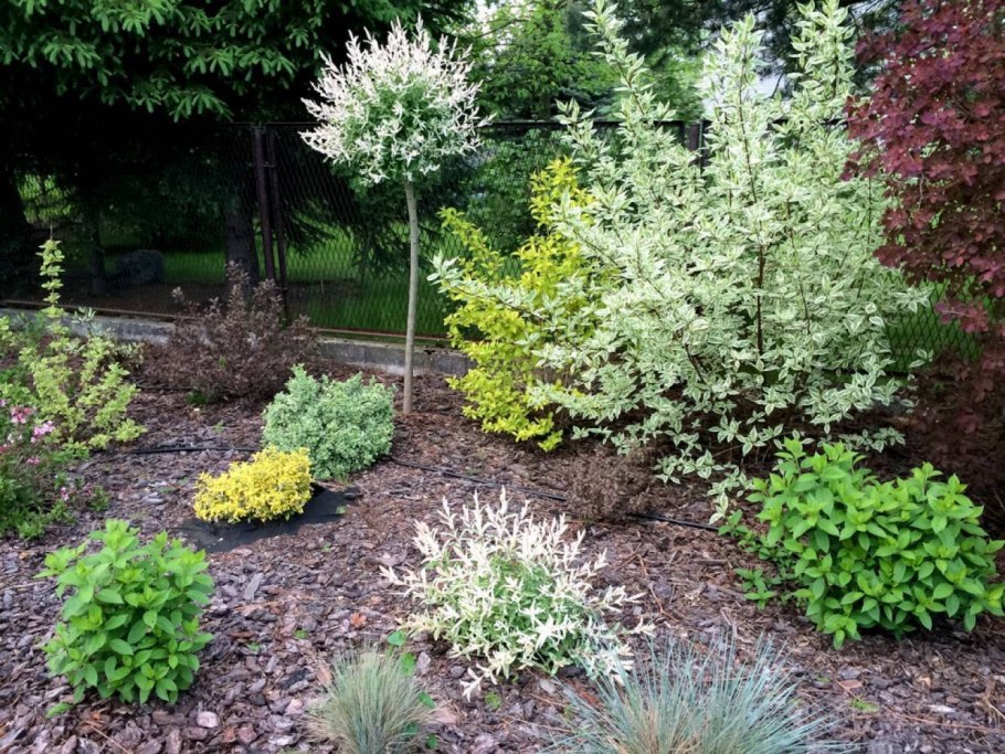 Ива Хакуро нишики в миксбордере