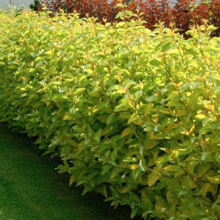 Дерен белый Ауреа Cornus Alba Aurea