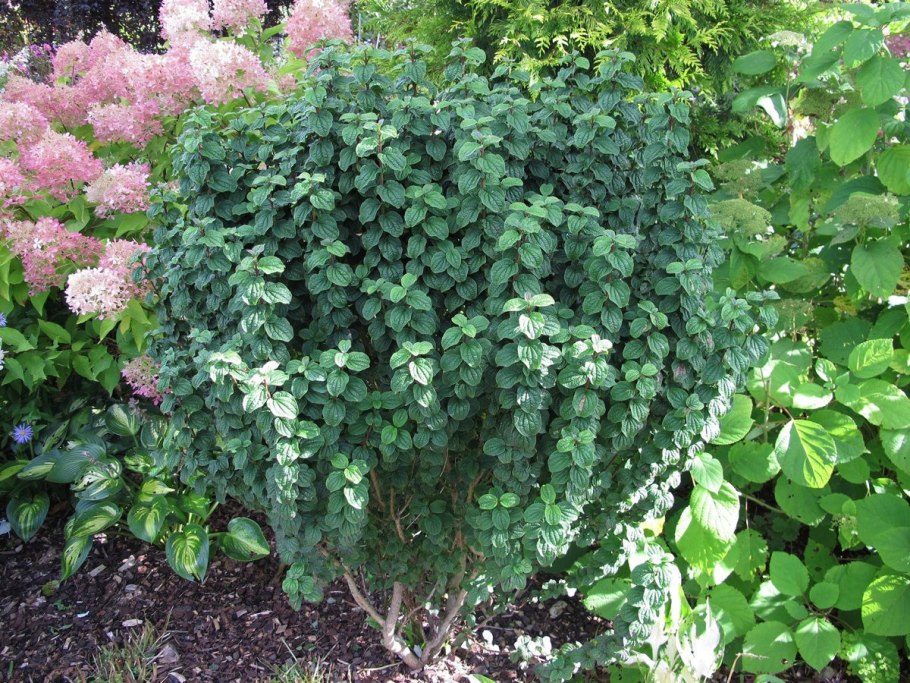 Дерен красный compressa