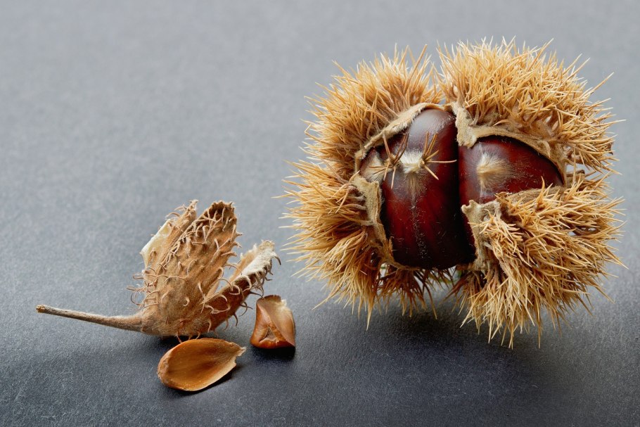 Конский каштан и съедобный